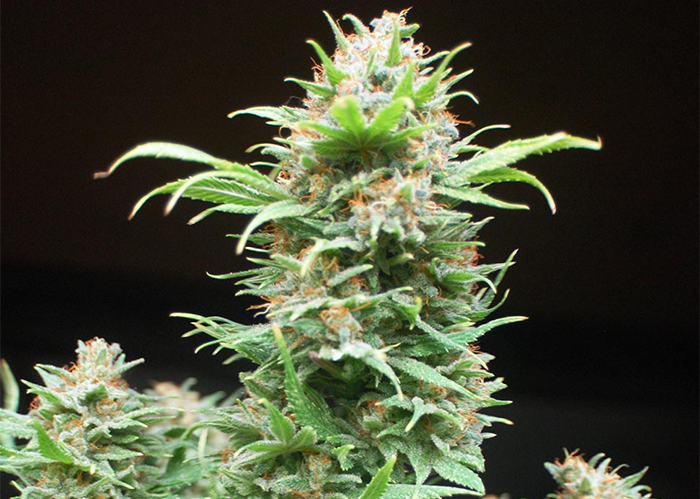 Wembley feminised Ganja Seeds