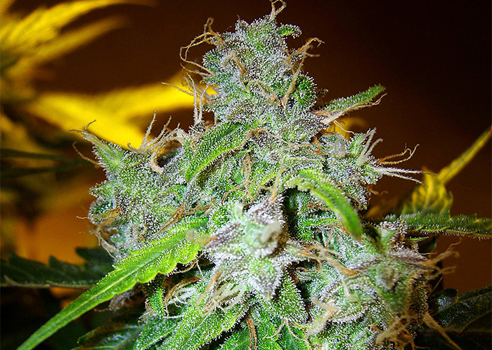 White Blueberry Pie feminised Ganja Seeds