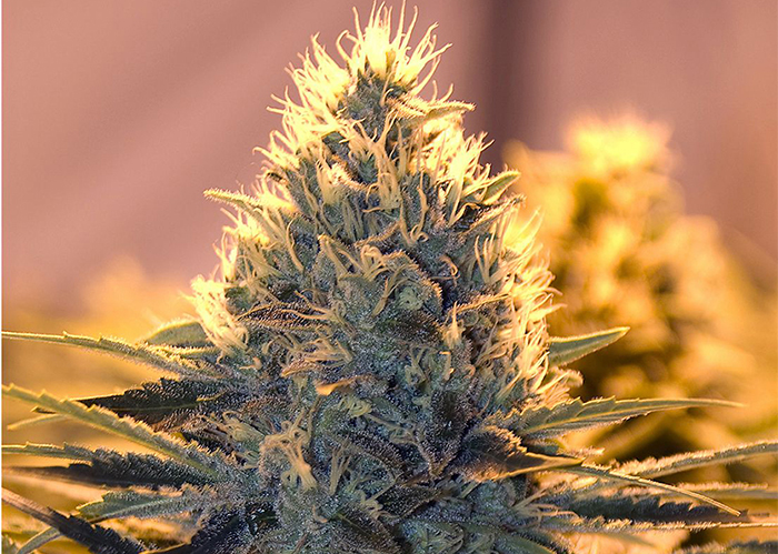 White Lavender feminised Ganja Seeds